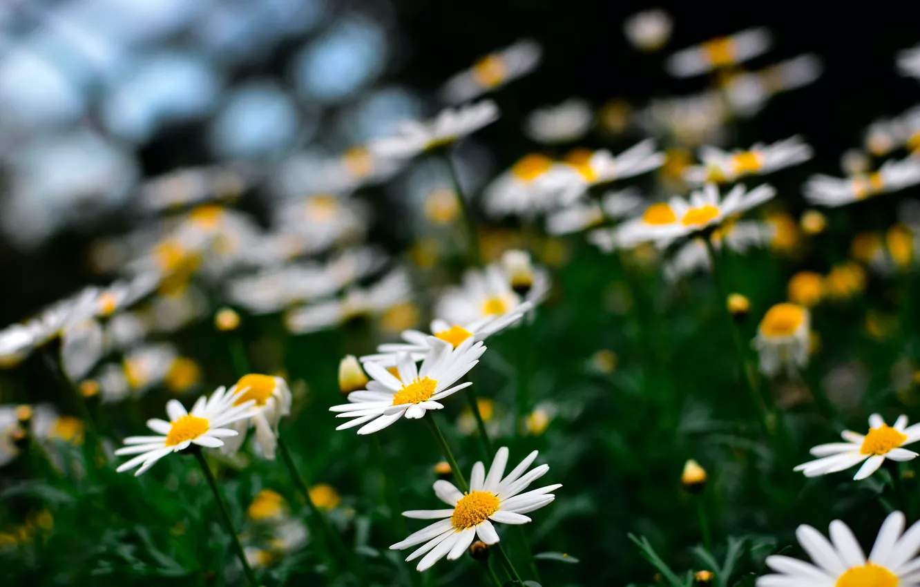 Photo wallpaper summer, flowers, nature, background, Wallpaper, plant, chamomile, wallpaper