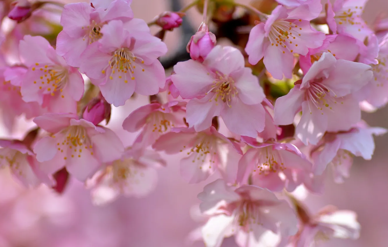 Photo wallpaper petals, Sakura, flowering