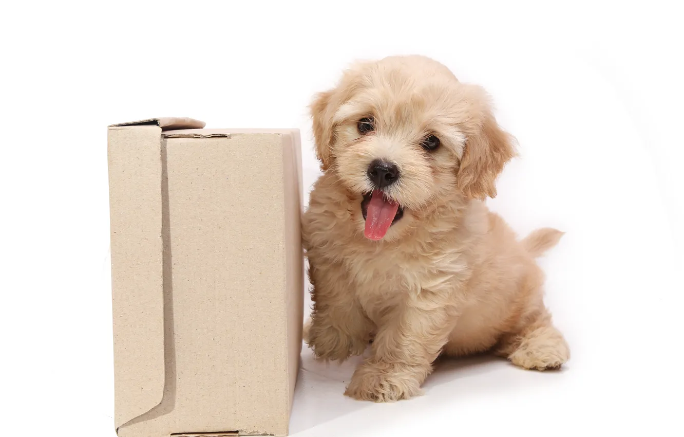 Photo wallpaper box, dog, puppy