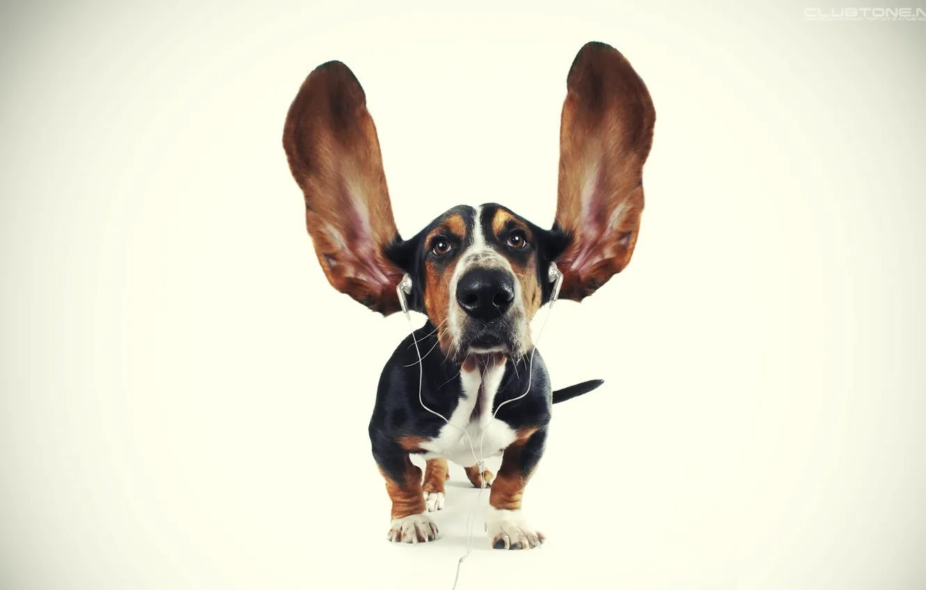 Photo wallpaper dog, headphones, ears