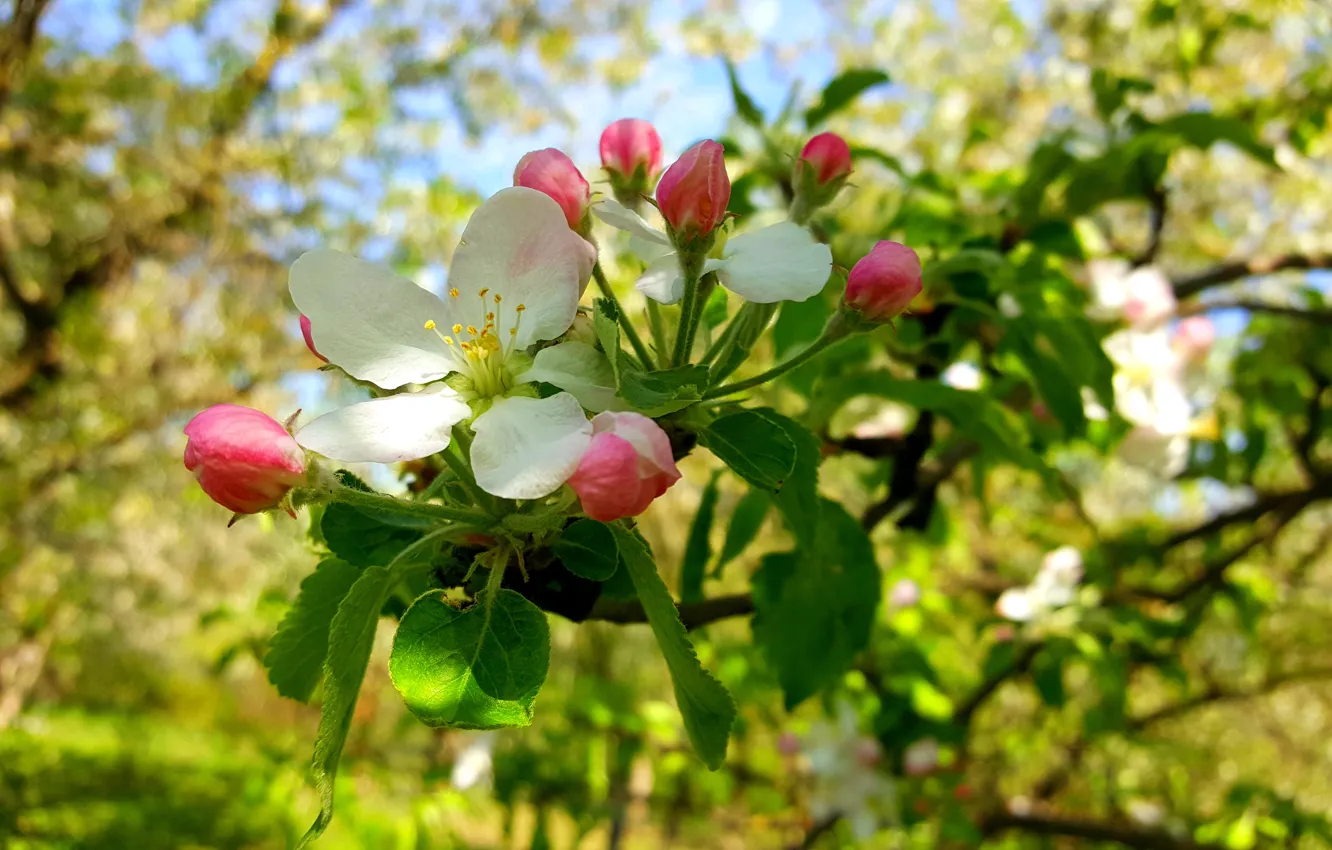 Photo wallpaper Spring, Flowering, Apple-blossom, Flowering Crabapple