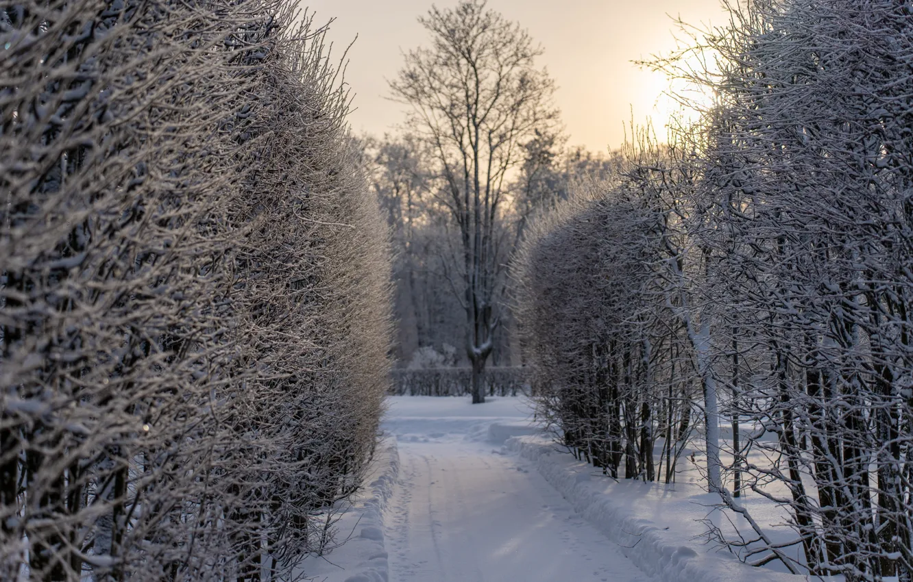 Photo wallpaper winter, Park, frost, suns, Pushkin