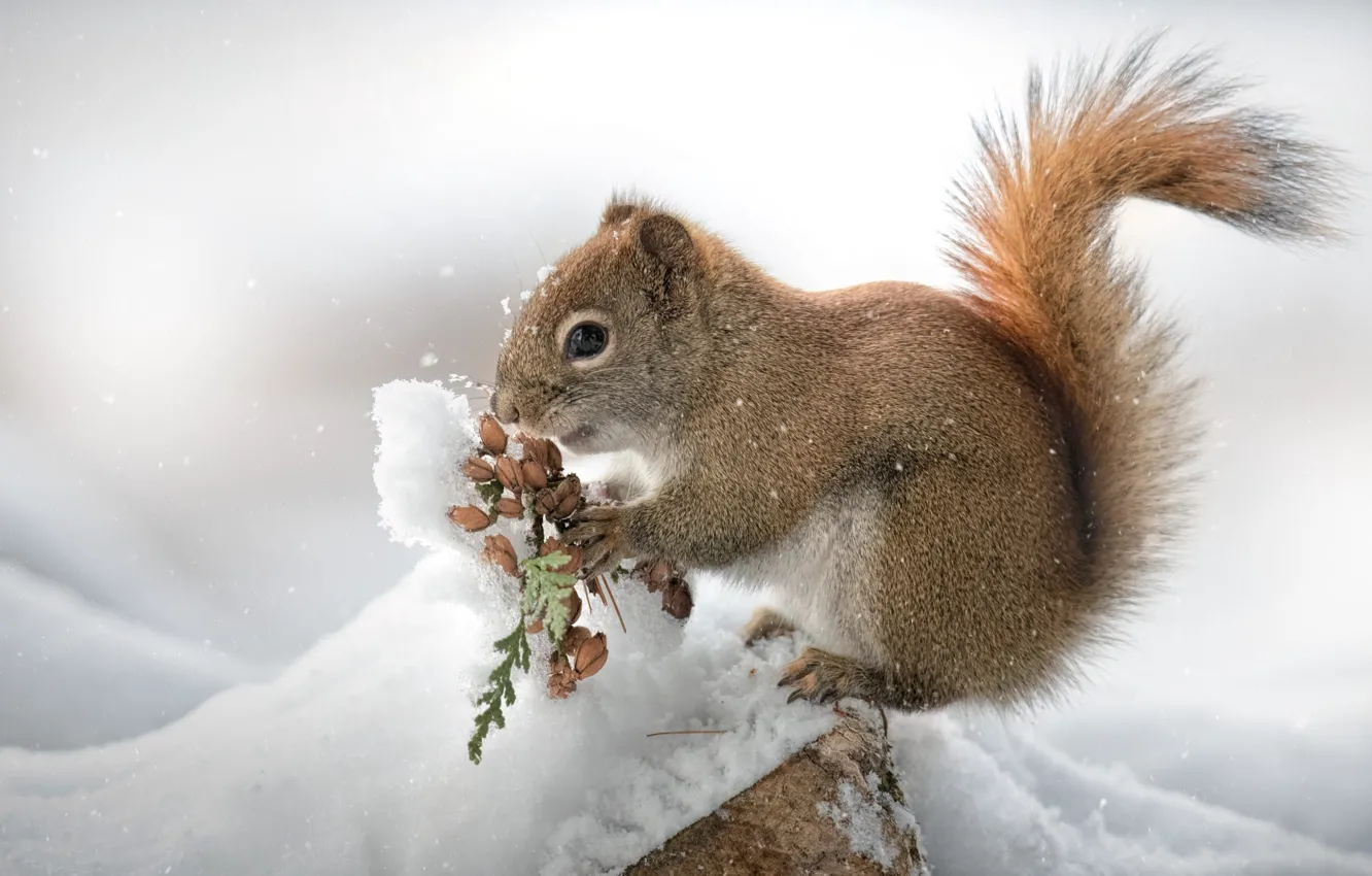 Photo wallpaper winter, snow, nature, stones, grey, seeds, fruit, the snow