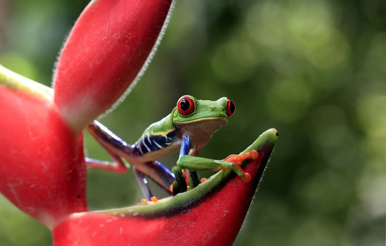 Photo wallpaper green, frog, looks