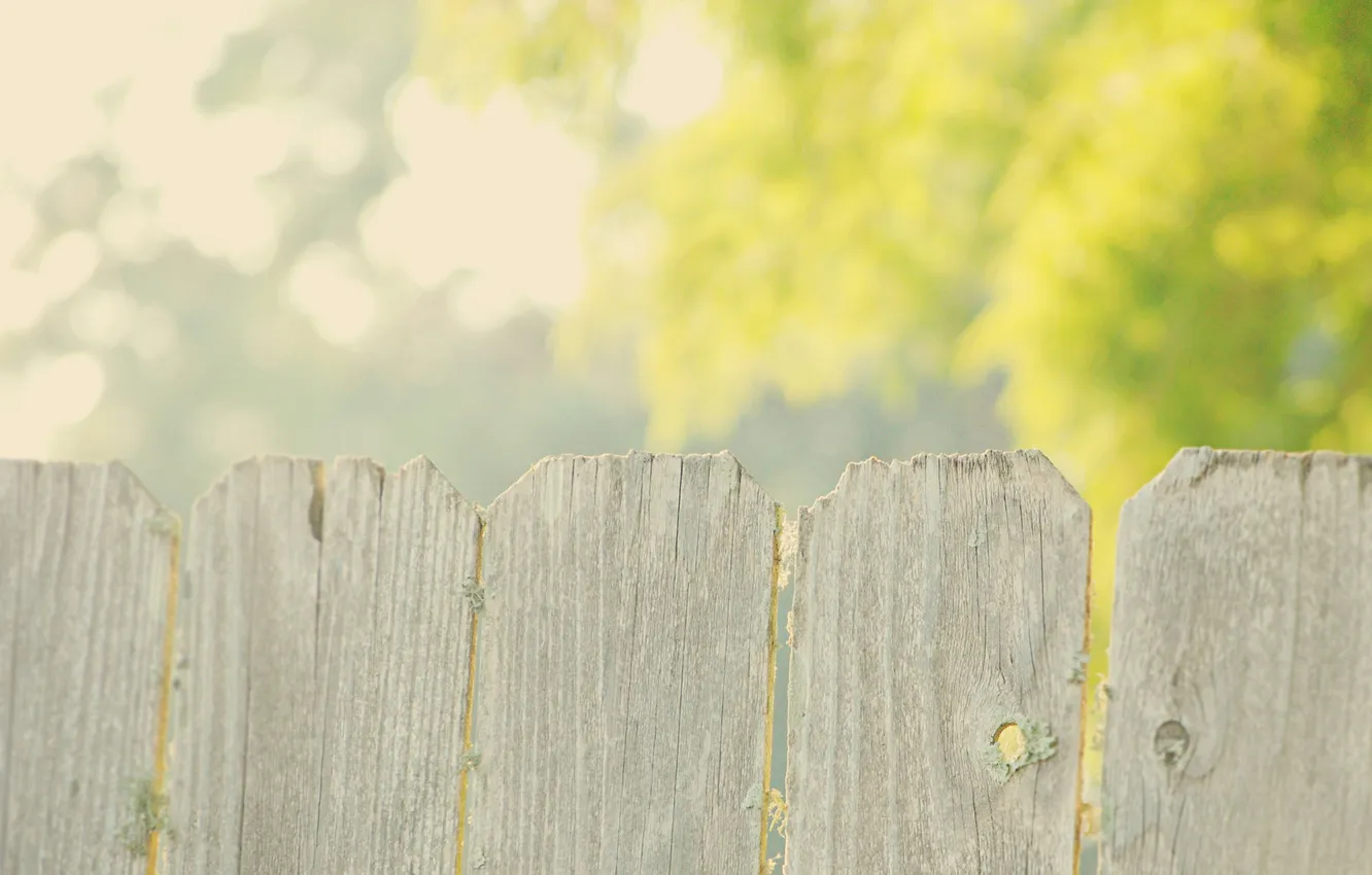 Photo wallpaper white, summer, rays, light, trees, freshness, glare, mood