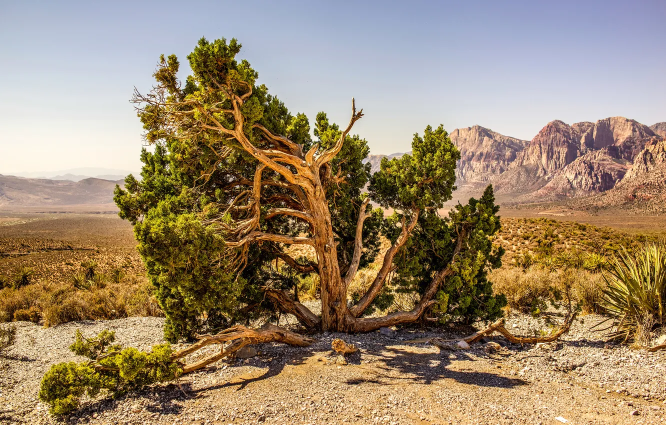 Photo wallpaper the sky, trees, mountains, stones