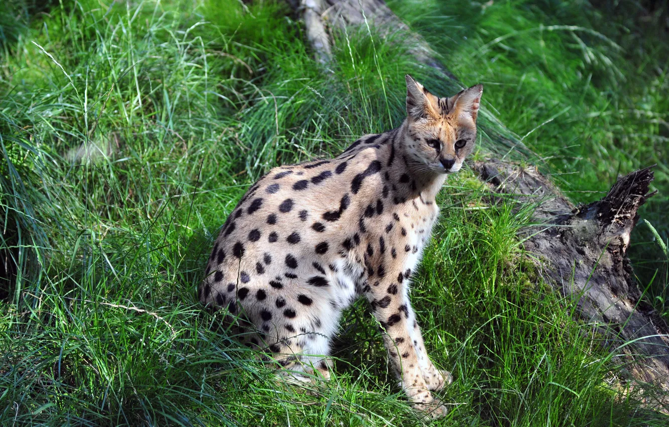 Photo wallpaper cat, grass, log, Serval