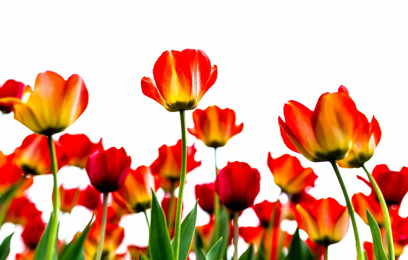 Photo wallpaper leaves, nature, petals, stem, tulips