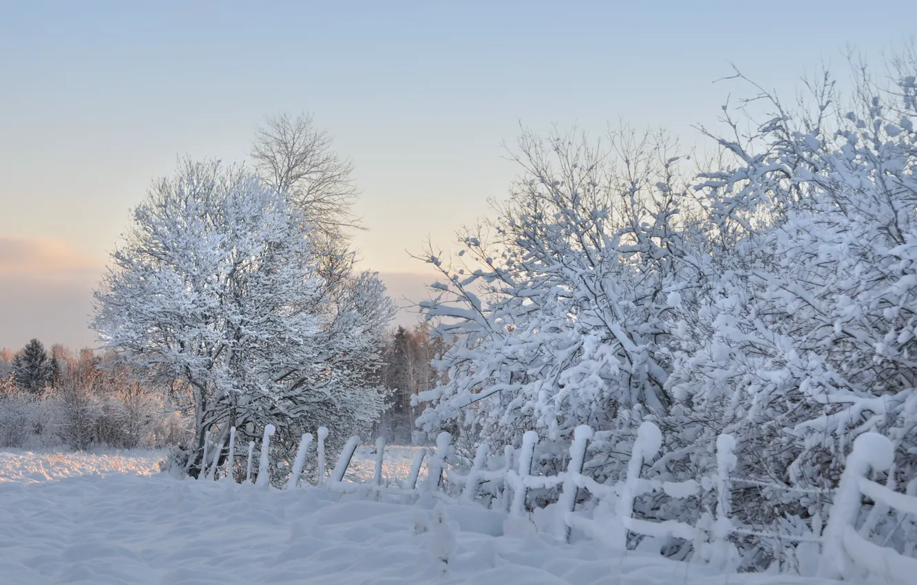 Photo wallpaper winter, snow, trees, the fence, morning, frost