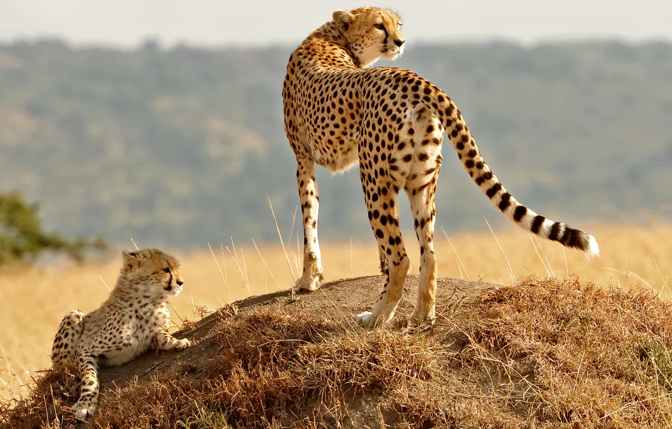 Photo wallpaper cat, grass, look, hills, family, Cheetah, cub, kitty