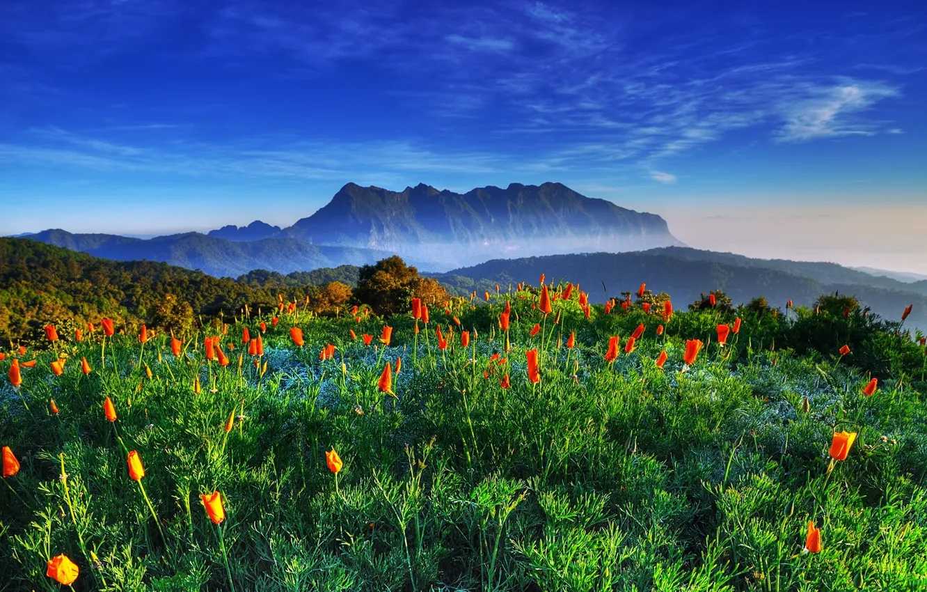 Photo wallpaper the sky, mountains, tulips