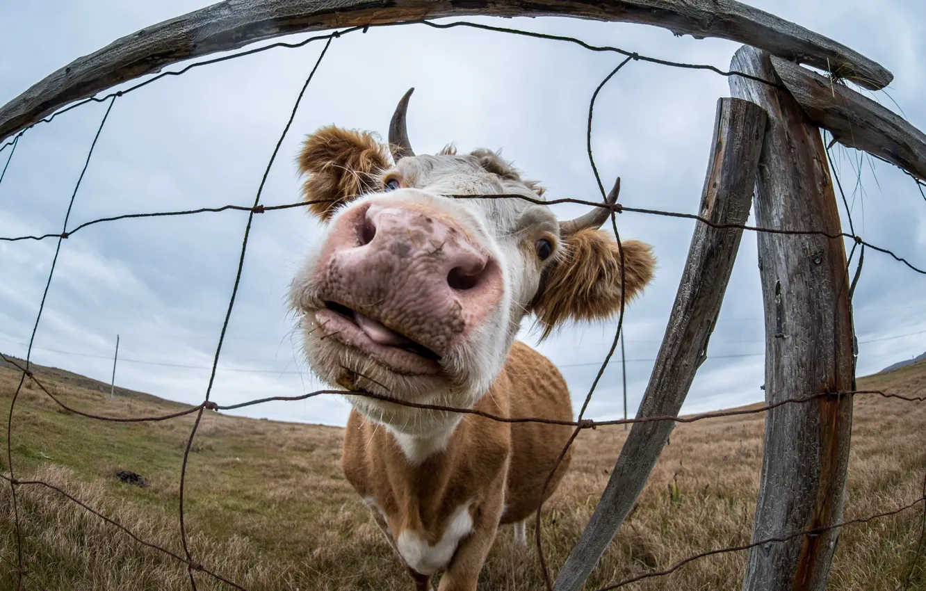 Photo wallpaper face, cows, cattle