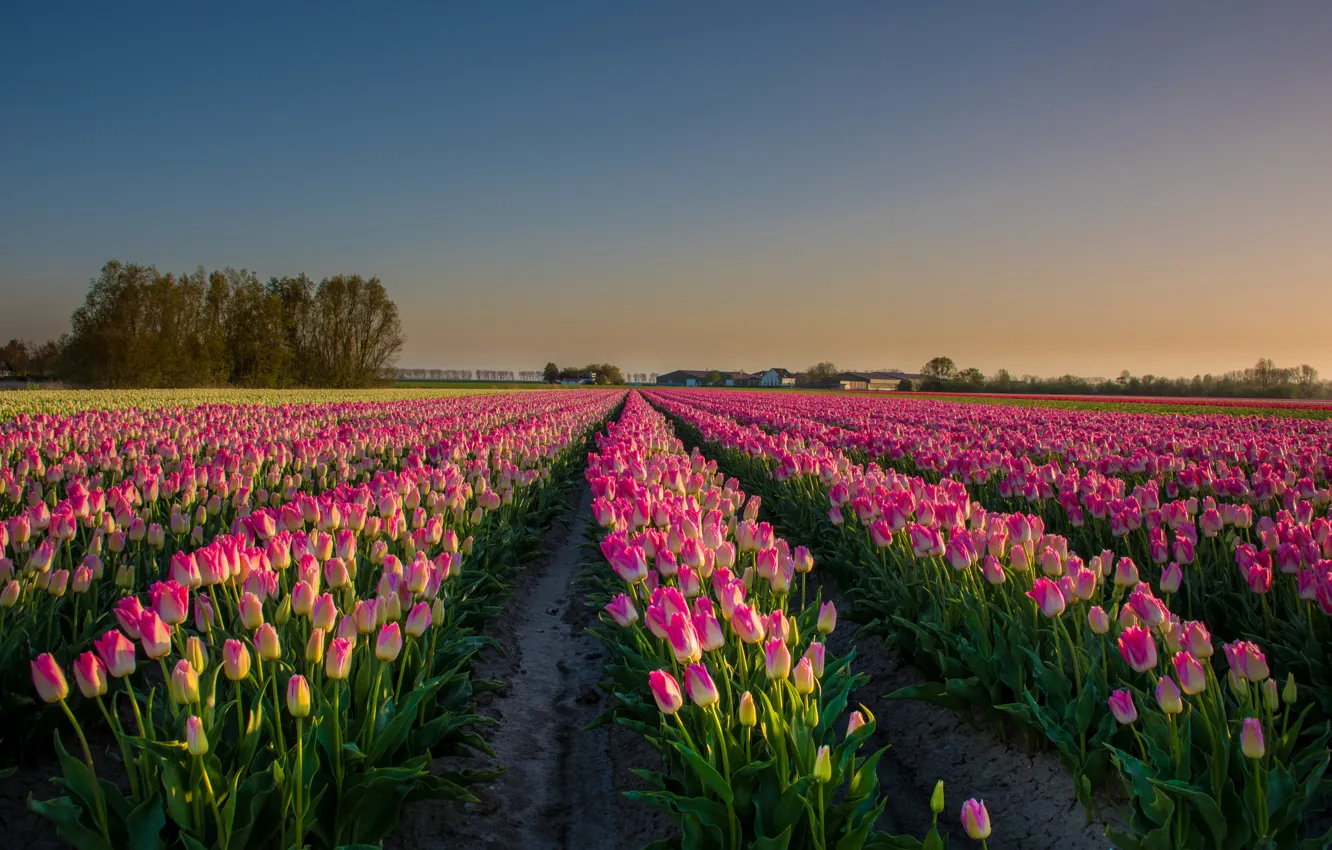 Photo wallpaper landscape, flowers, field, tulips, Netherlands