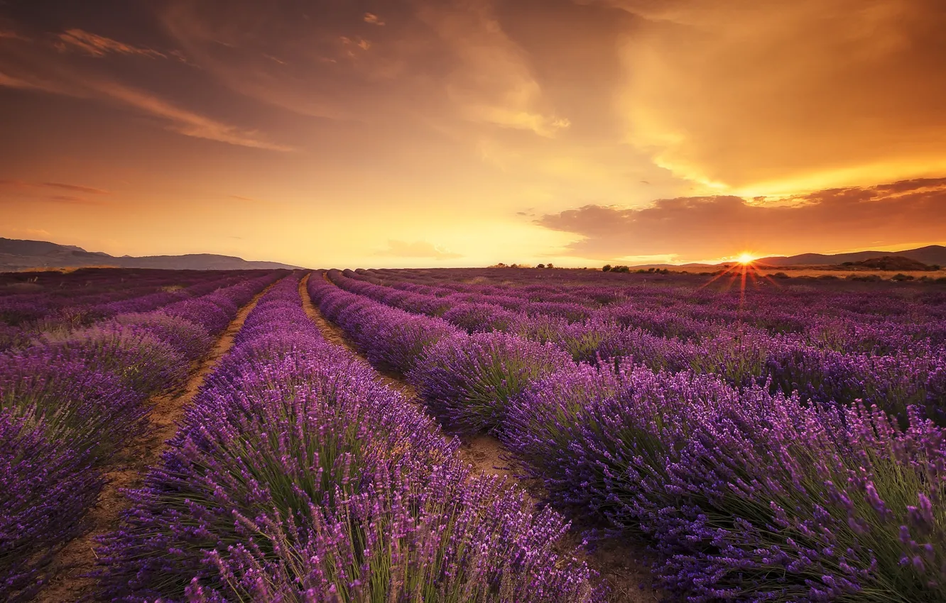 Photo wallpaper field, sunset, the rays of the sun, lavender