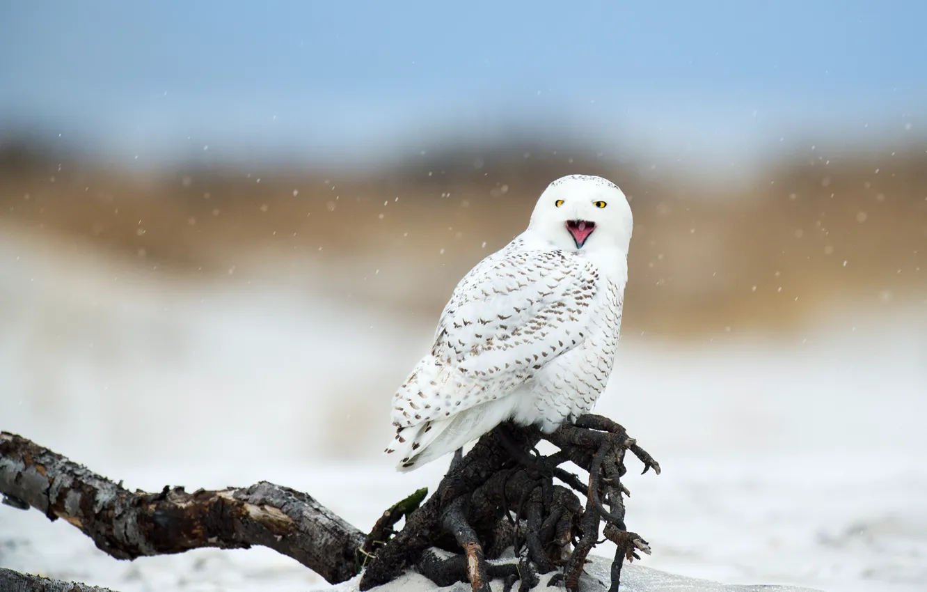 Photo wallpaper winter, snow, owl, bird, beak, white, snag, snowfall