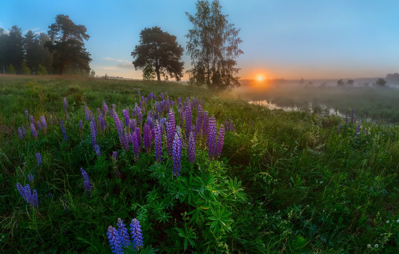 Photo wallpaper grass, trees, landscape, flowers, nature, fog, morning, meadow