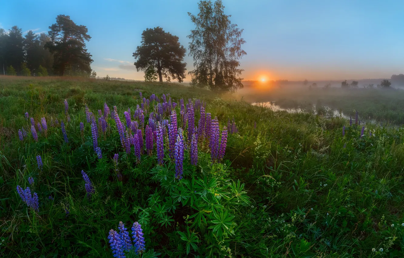 Photo wallpaper trees, landscape, flowers, nature, fog, morning, meadow, grass