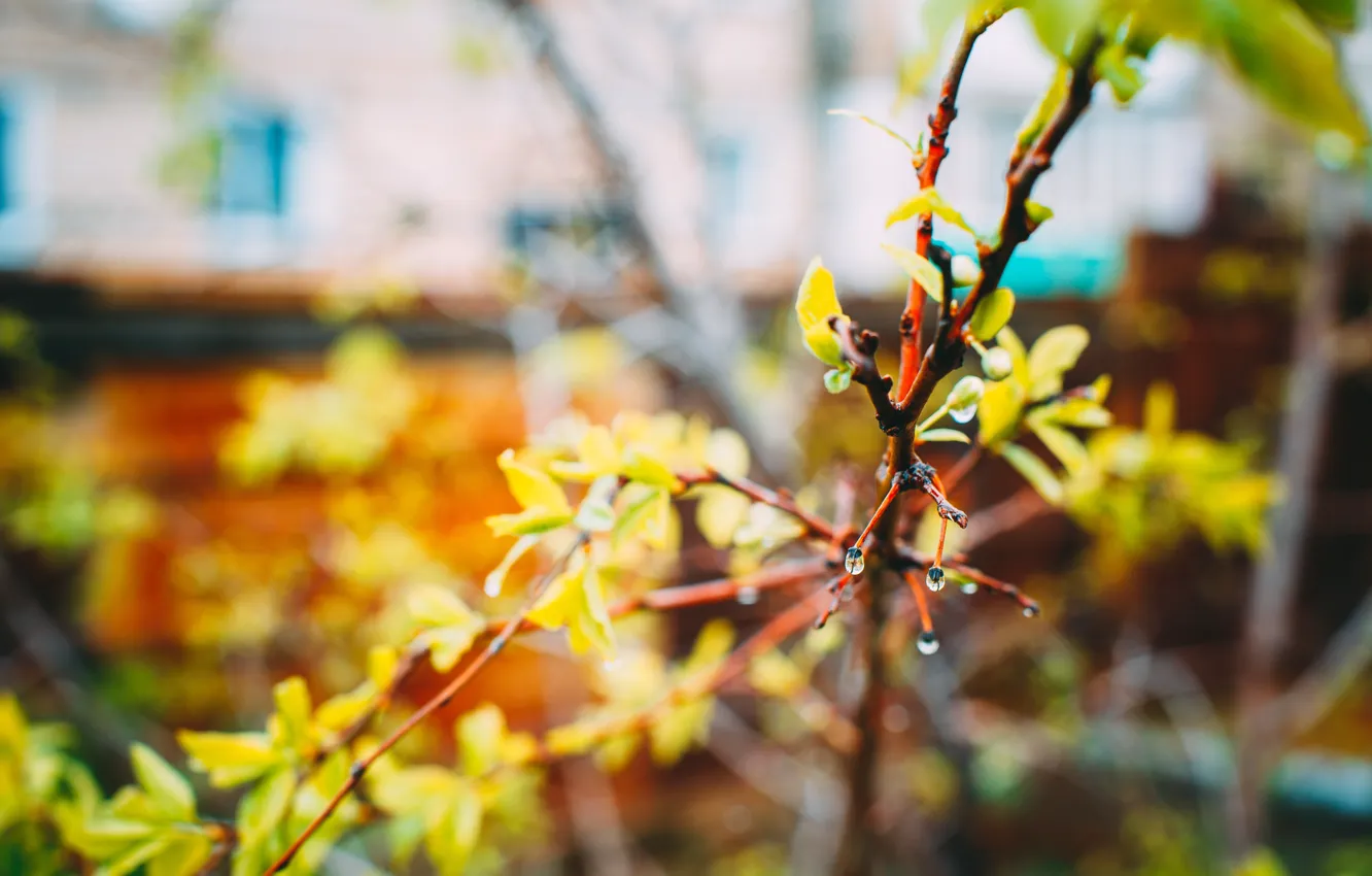 Photo wallpaper summer, flowers, nature, spring, beautiful