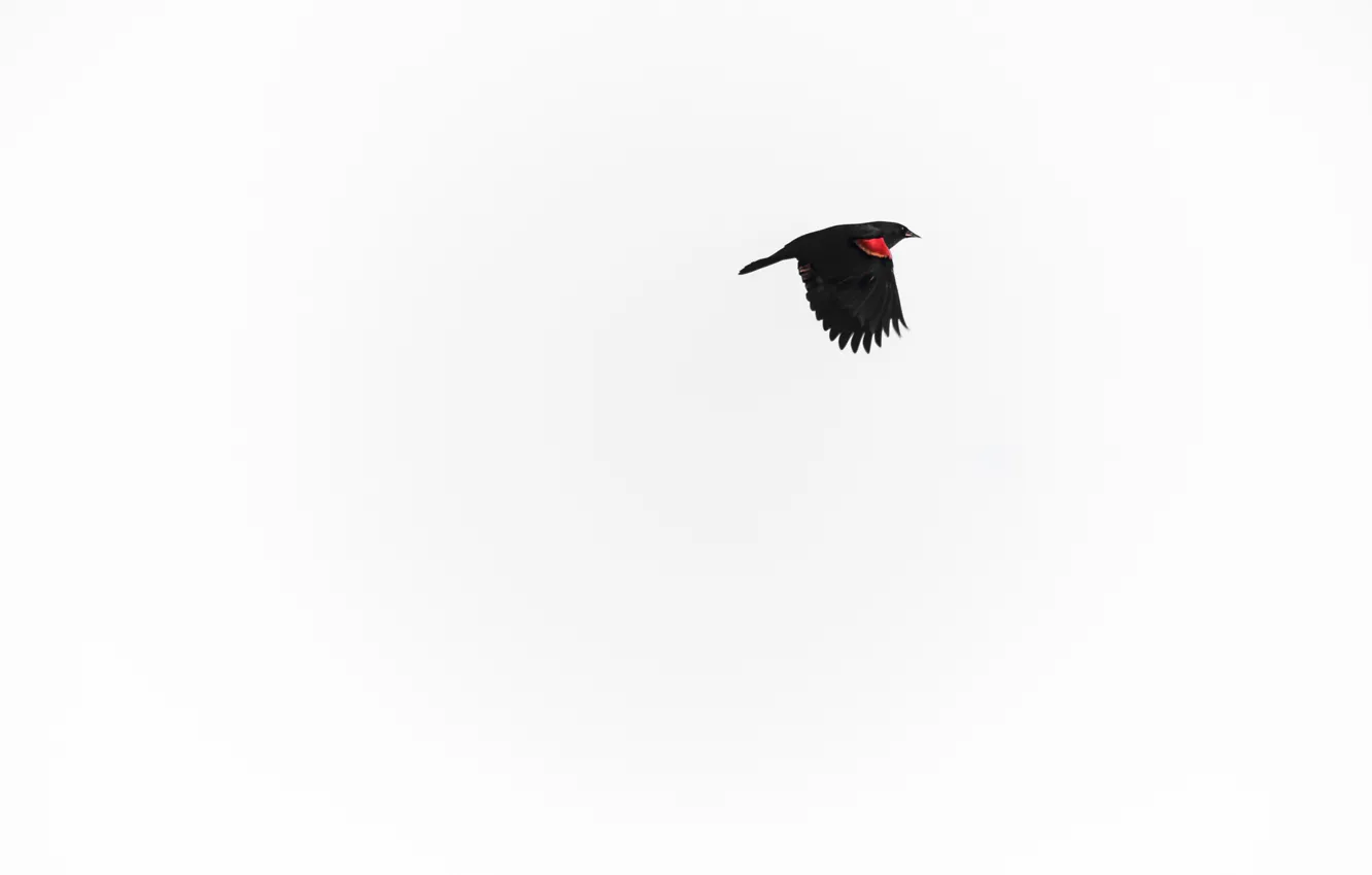 Photo wallpaper flight, bird, wings