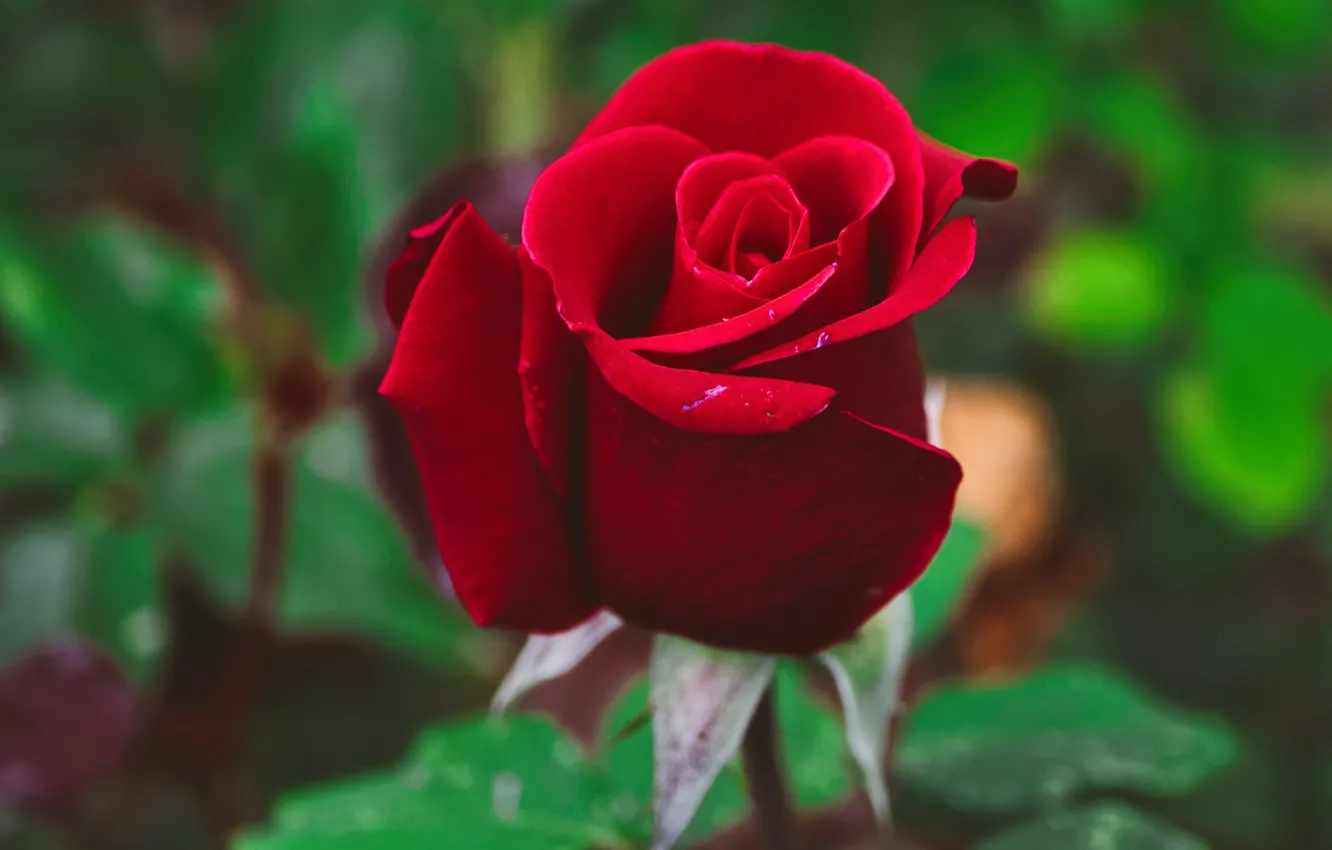 Photo wallpaper flower, rose, Bud, red
