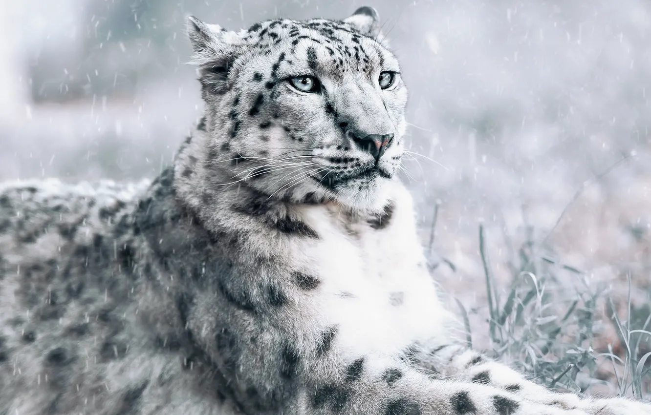 Photo wallpaper winter, grass, look, face, snow, portrait, lies, IRBIS