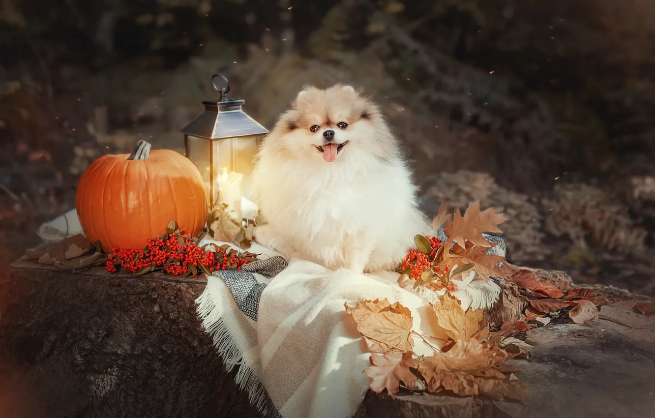 Photo wallpaper look, pose, dog, face, Spitz
