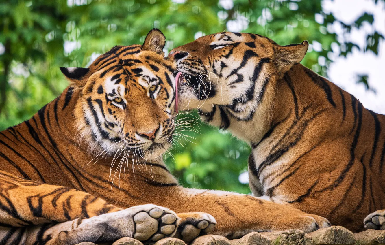 Photo wallpaper love, tiger, wild cats, a couple