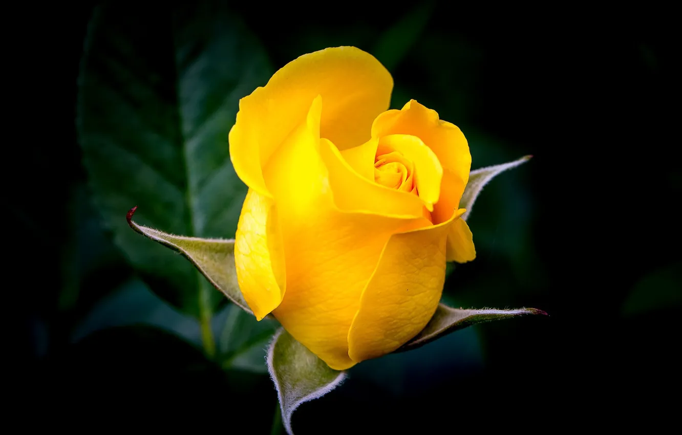 Photo wallpaper rose, Bud, the dark background, yellow rose