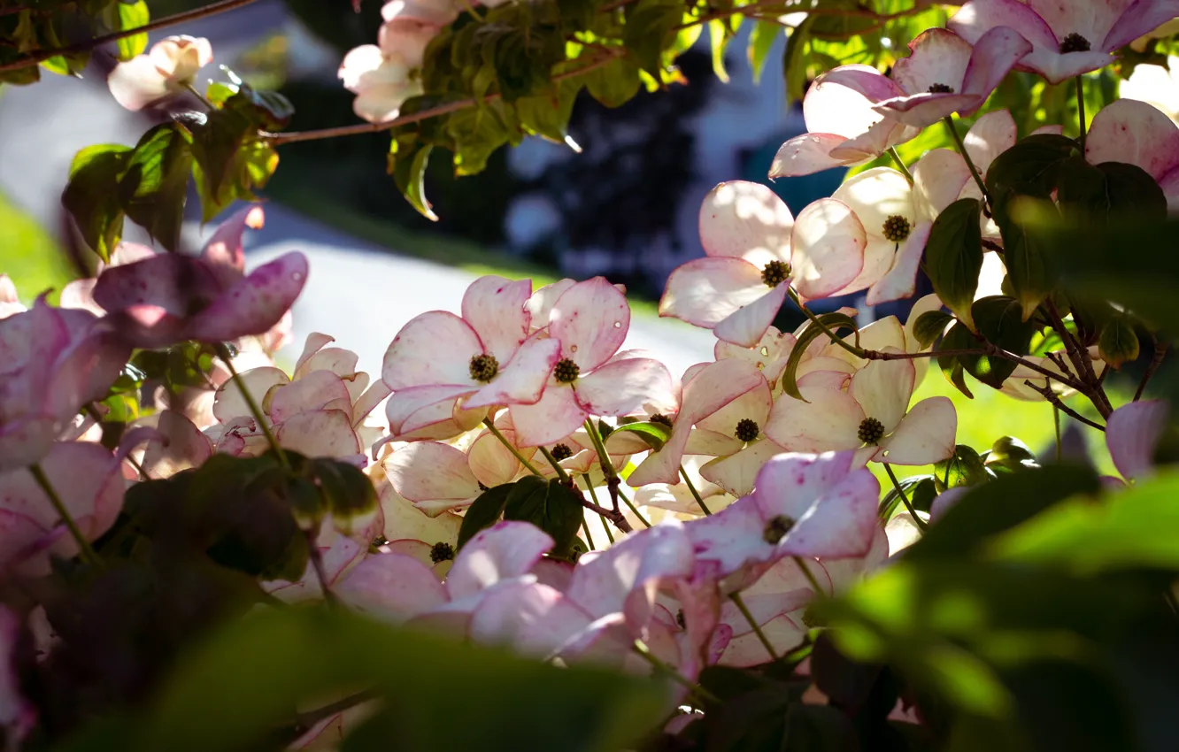 Photo wallpaper leaves, light, flowers, branches, positive, white, flowering, the bushes