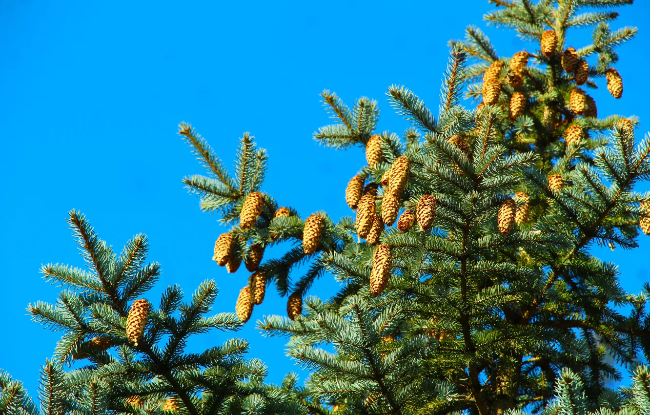 Photo wallpaper cones, pine, spruce, twig