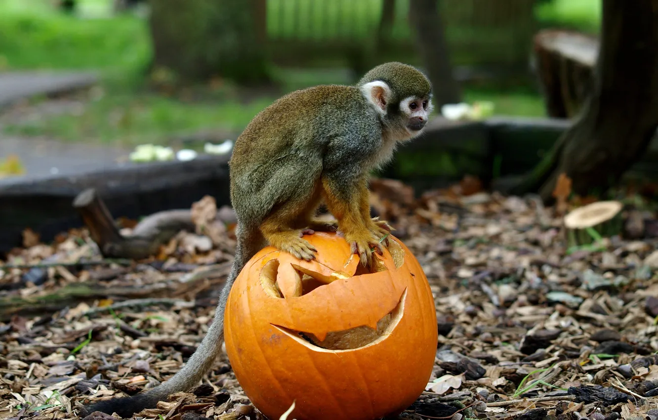 Photo wallpaper trees, earth, blur, monkey, the primacy of, pumpkin with eyes