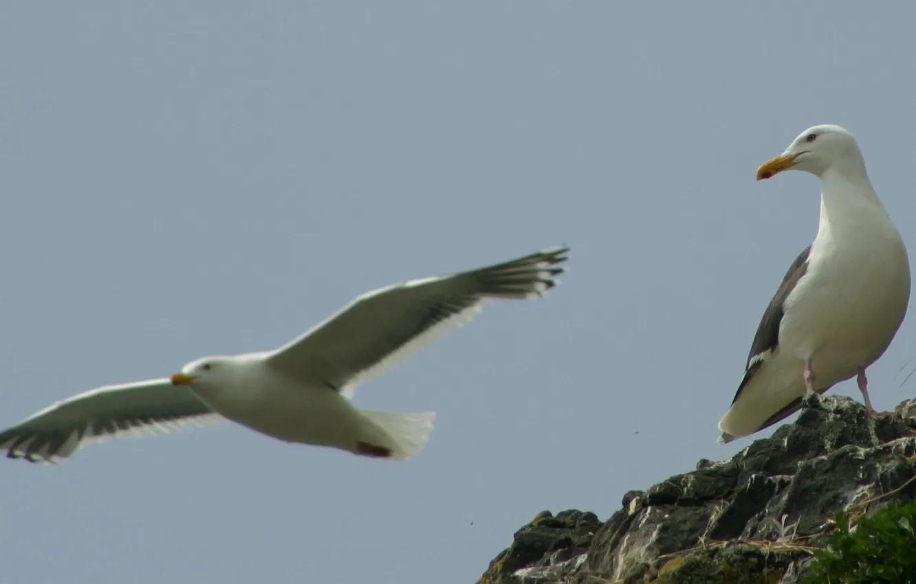 Photo wallpaper grass, photo, rocks, bird, seagulls