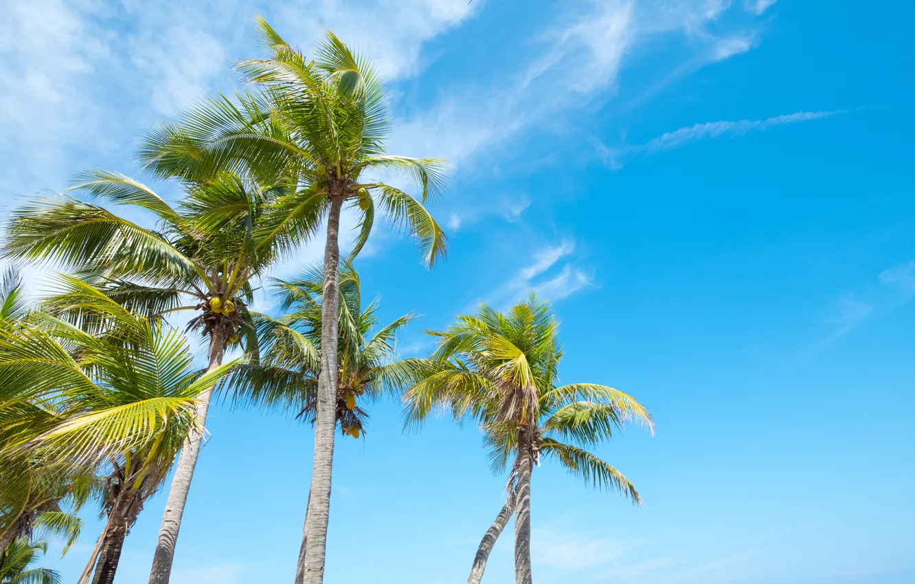 Photo wallpaper beach, summer, the sky, palm trees, shore, summer, beach, seascape