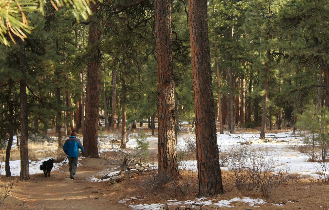 Photo wallpaper forest, nature, spring, forest, nature, spring