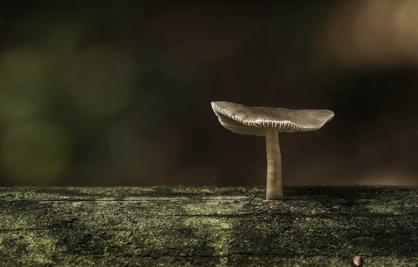 Photo wallpaper the dark background, mushrooms, log