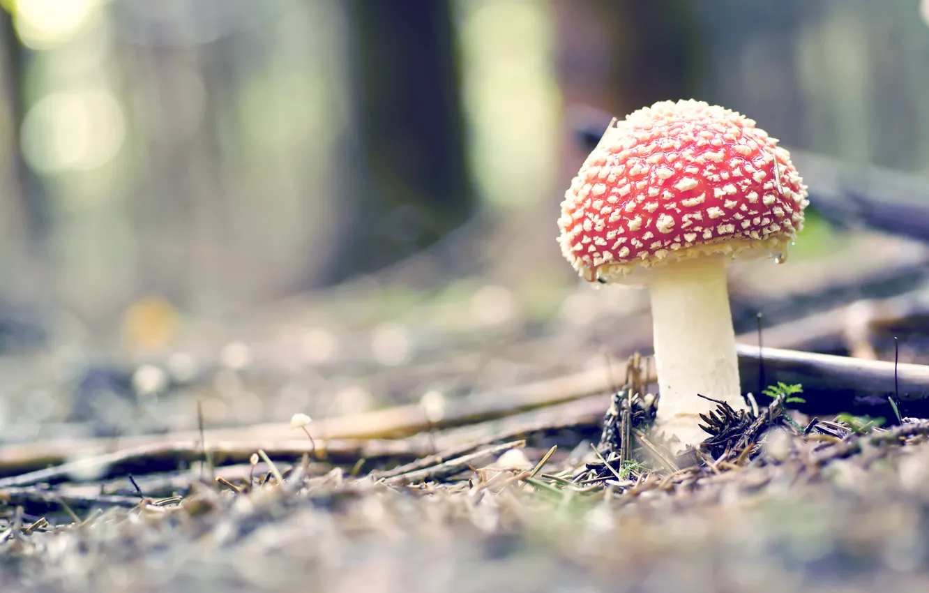Photo wallpaper forest, grass, macro, red, nature, mushrooms, mushroom, speck