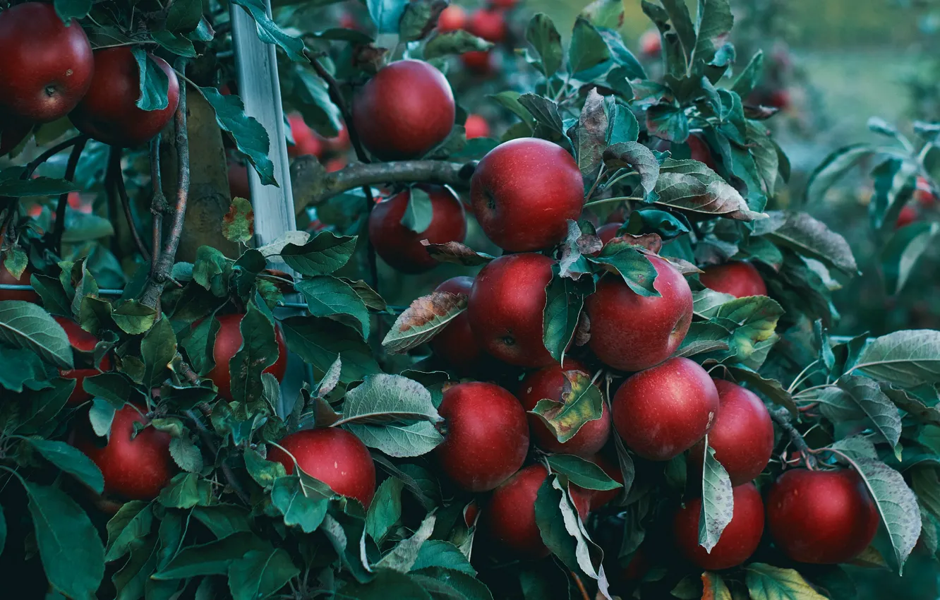 Photo wallpaper leaves, branches, the dark background, apples, garden, harvest, red, Apple