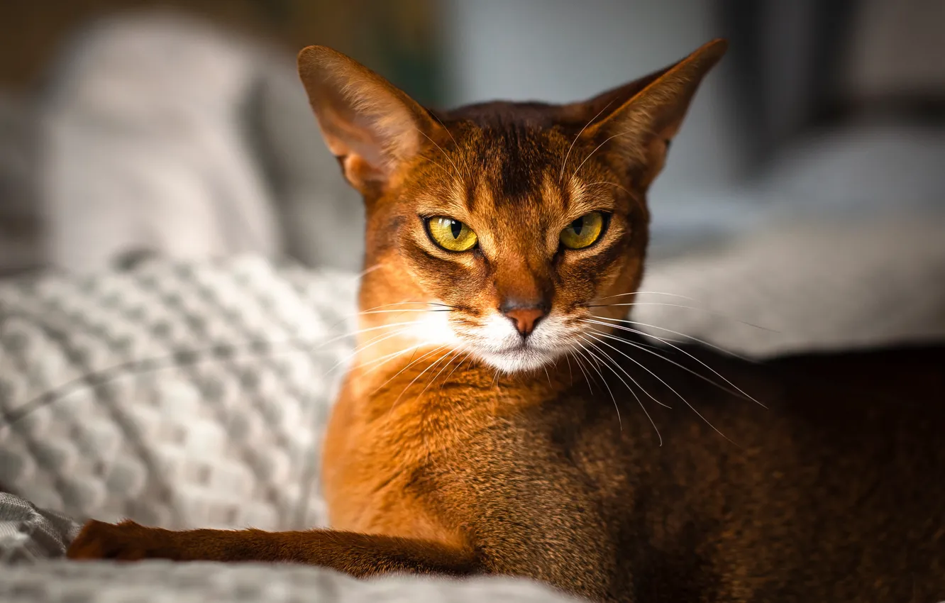 Photo wallpaper cat, look, By Johnny, abyssinian, Rosso