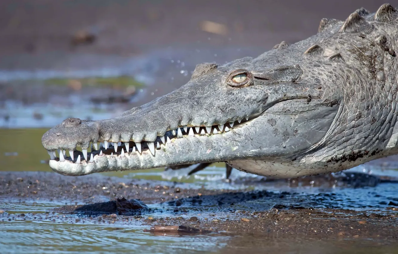 Photo wallpaper nature, background, crocodile