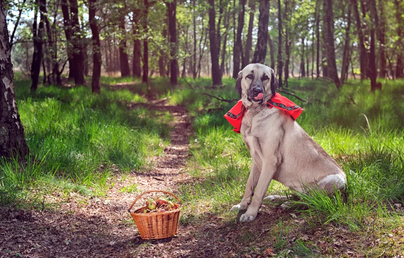 Wallpaper forest, dog, basket, path for mobile and desktop, section