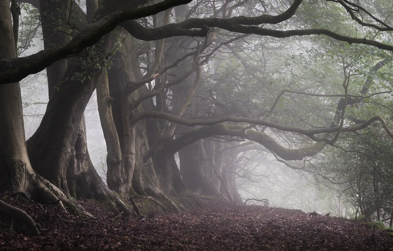 Photo wallpaper forest, trees, branches, fog, morning, trunk, misty