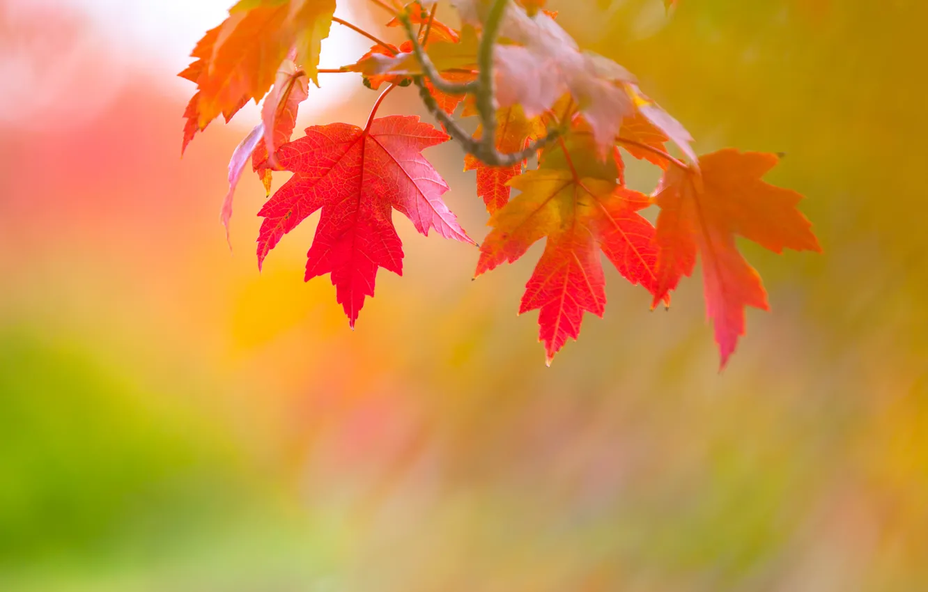 Photo wallpaper autumn, leaves, branch, maple, mark, the crimson