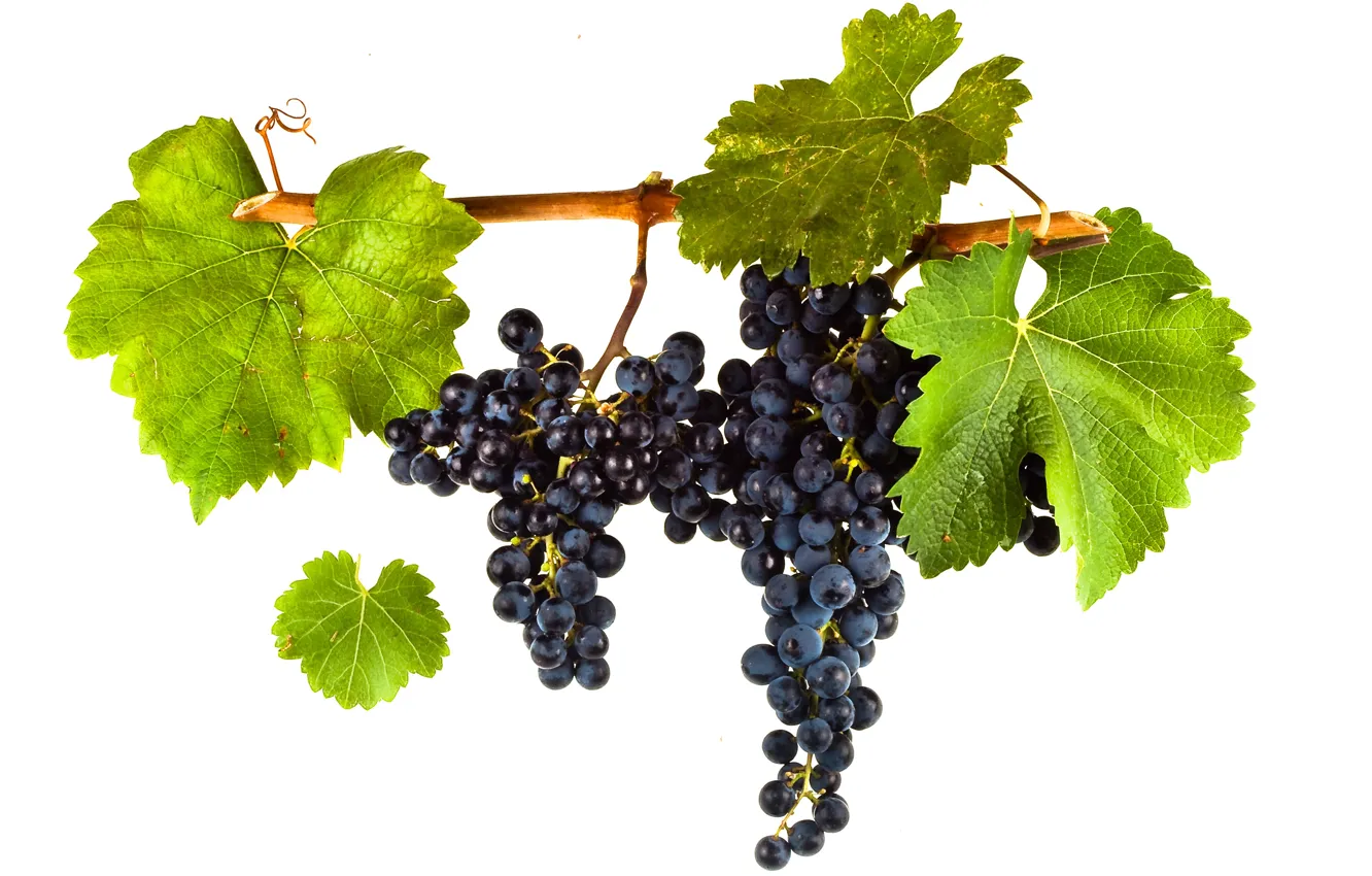 Photo wallpaper wine, leaves, grapes, red wine, vitis vinifera, Merlot