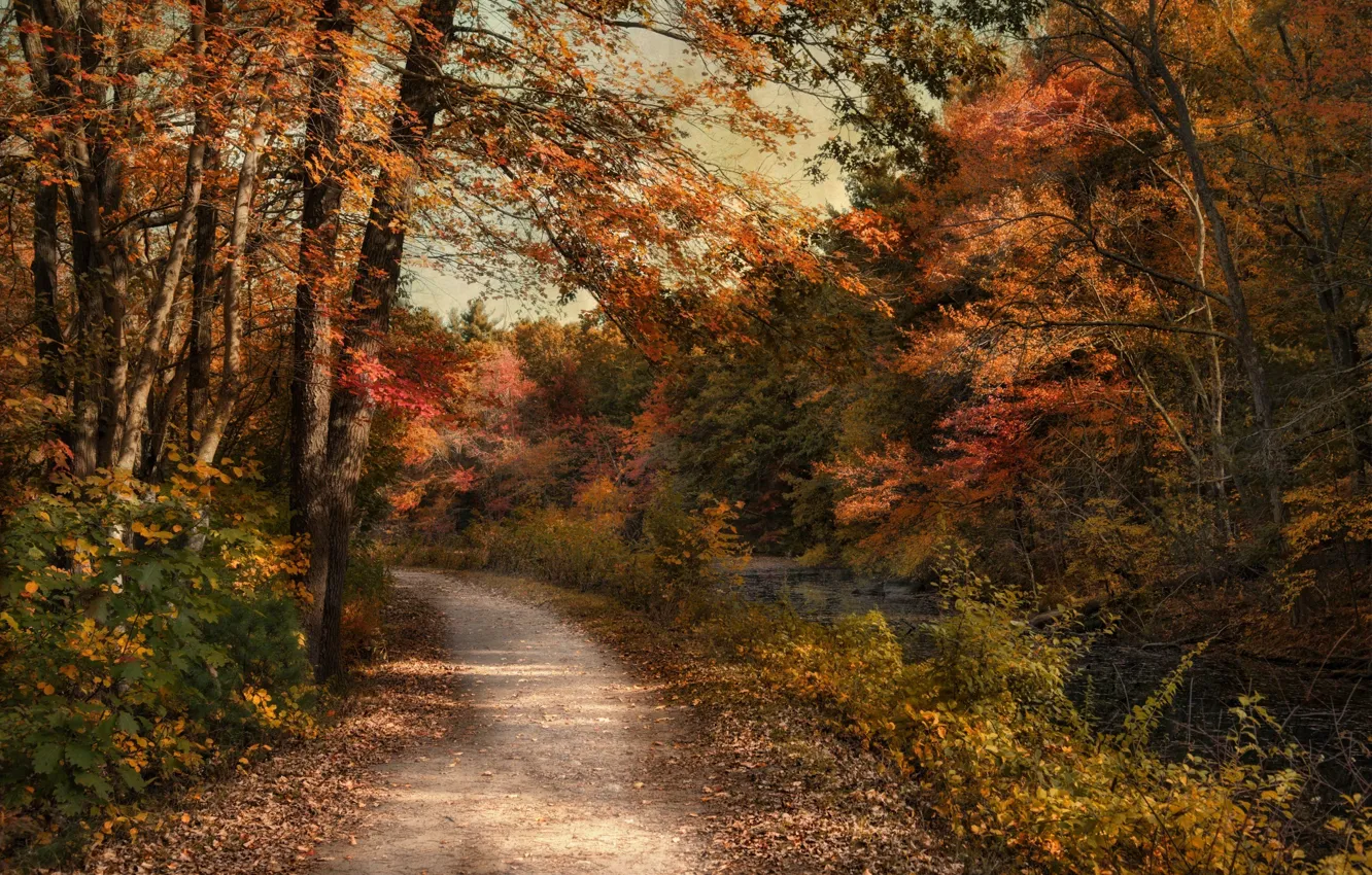 Photo wallpaper road, autumn, forest, trees, nature