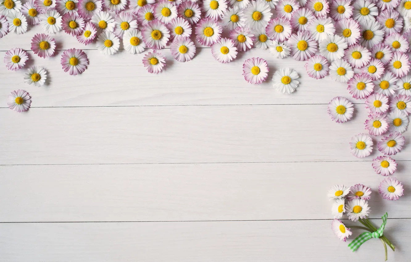 Photo wallpaper background, Board, summer, flower, pink, Daisy