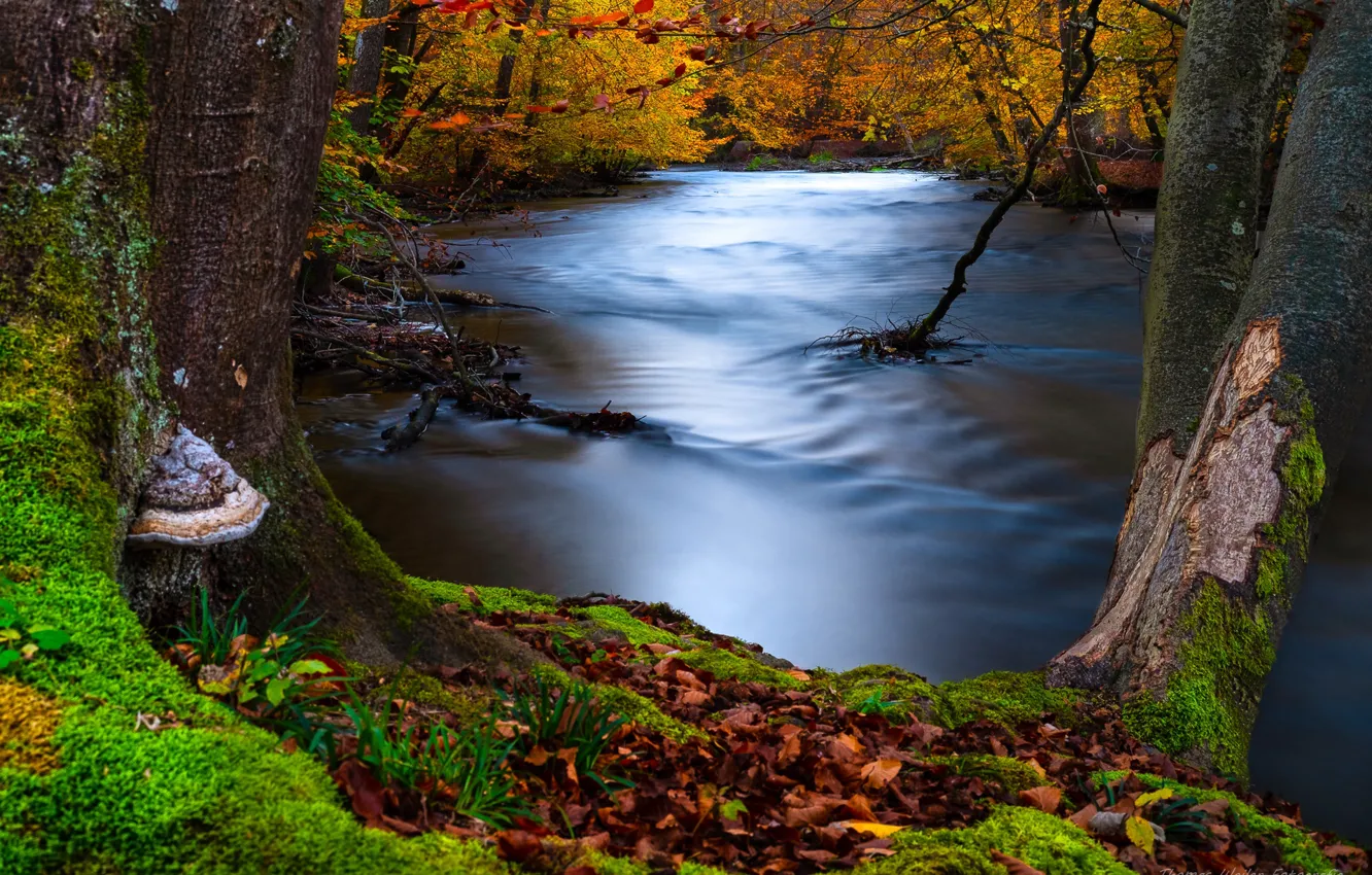 Photo wallpaper autumn, forest, trees, landscape, nature, river