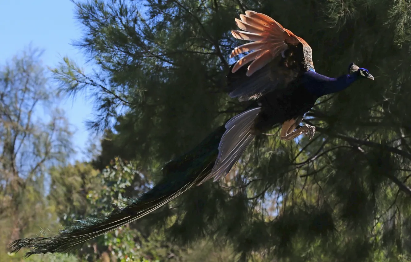 Photo wallpaper bird, peacock, in flight