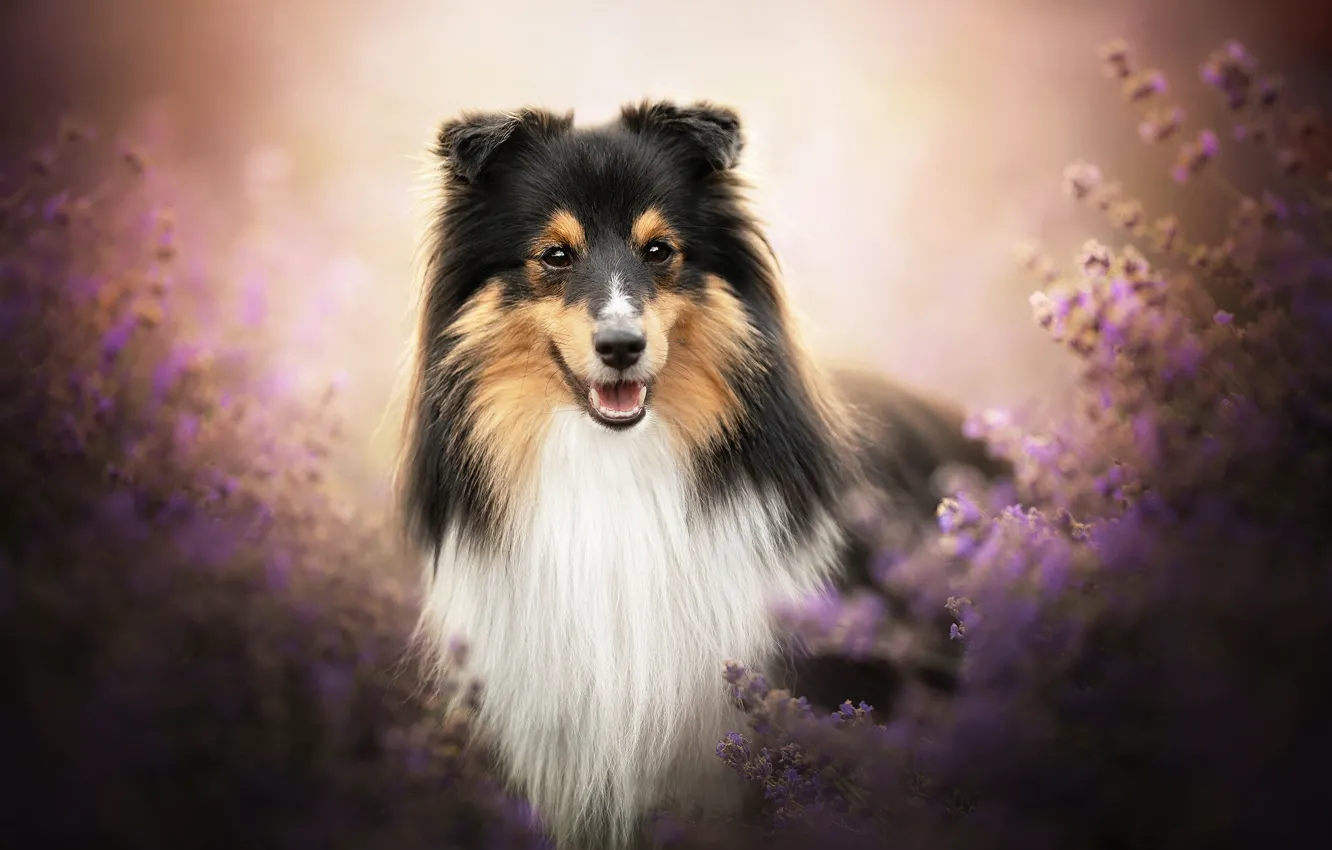 Photo wallpaper look, face, dog, lavender, bokeh, Sheltie, Shetland Sheepdog