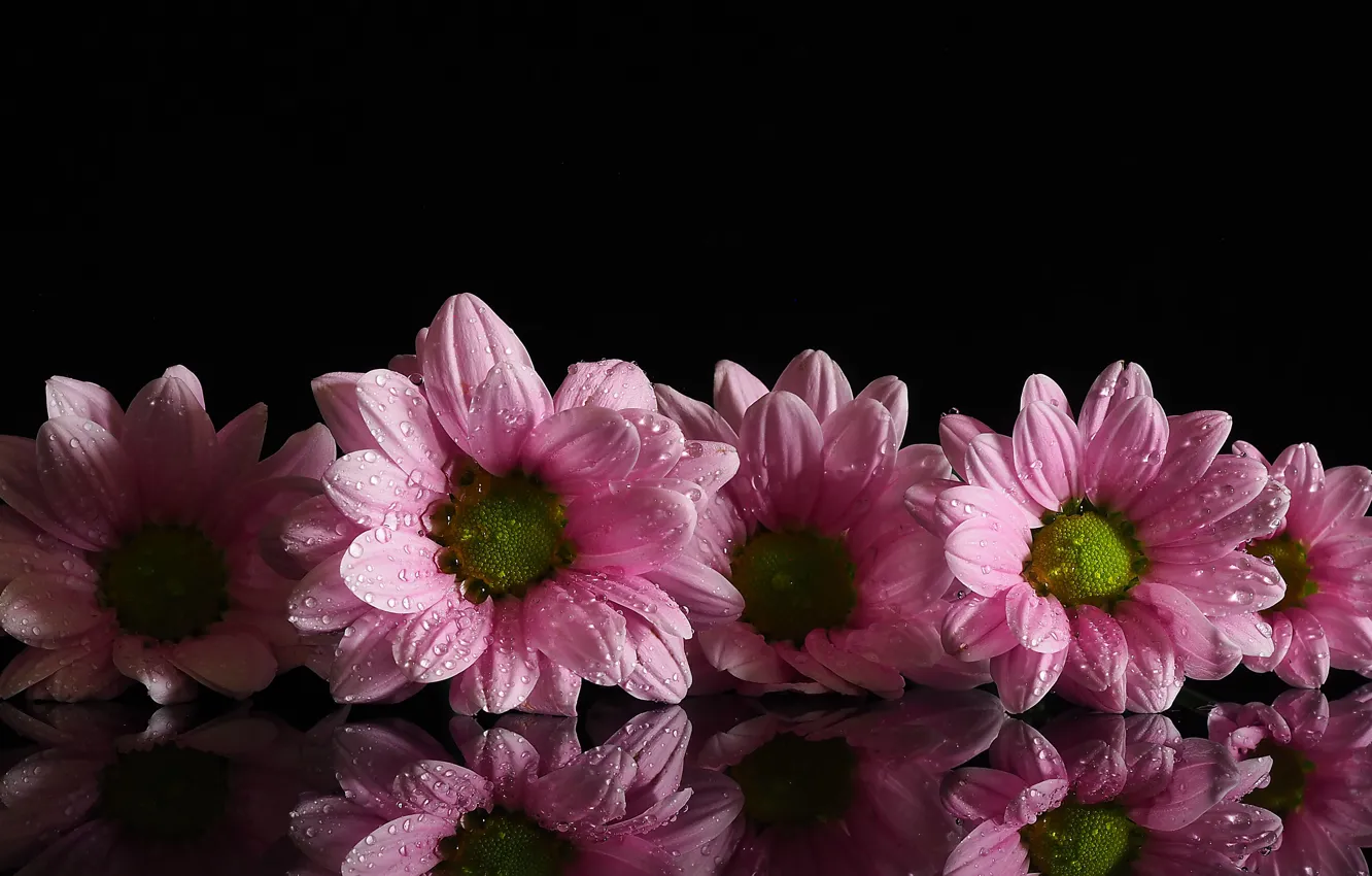 Photo wallpaper drops, flowers, Rosa, reflection, background, pink, chrysanthemum, Daisy
