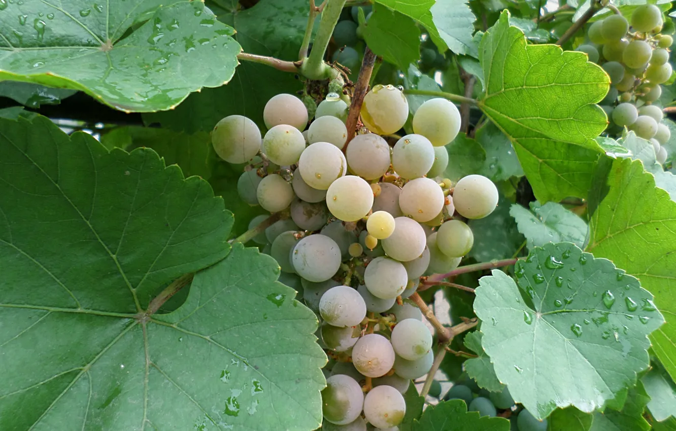 Photo wallpaper leaves, drops, grapes, bunch